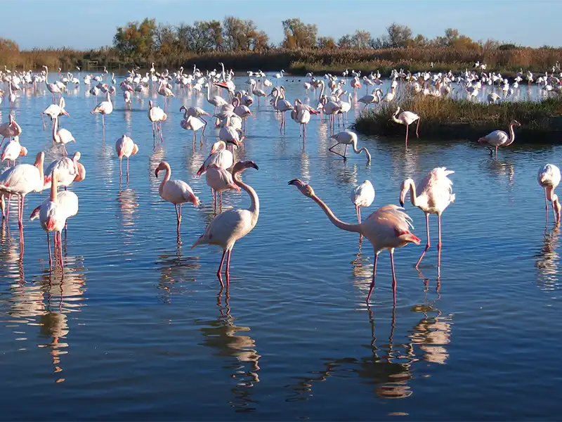 paysage de Camargue